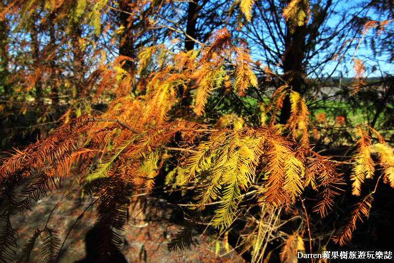 台中景點,台中拍照景點,落羽松景點,台中旅遊景點,泰安落羽松,台中落羽松,泰安落羽松秘境,台中秘境