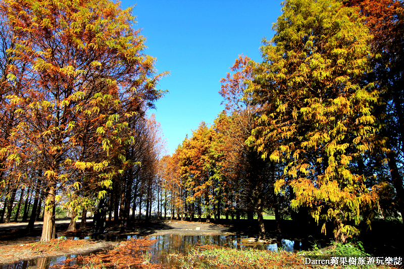 台中景點,台中拍照景點,落羽松景點,台中旅遊景點,泰安落羽松,台中落羽松,泰安落羽松秘境,台中秘境