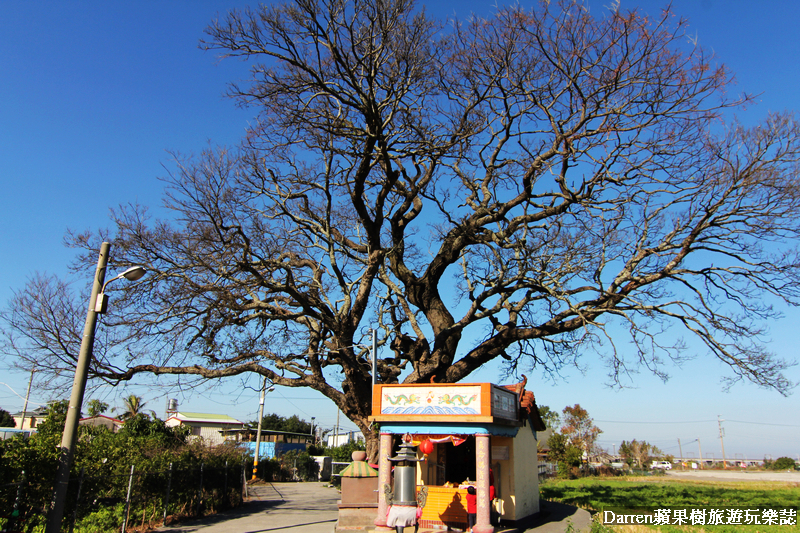 台中景點,台中拍照景點,落羽松景點,台中旅遊景點,泰安落羽松,台中落羽松,泰安落羽松秘境,台中秘境
