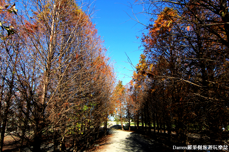 台中景點,台中拍照景點,落羽松景點,台中旅遊景點,泰安落羽松,台中落羽松,泰安落羽松秘境,台中秘境