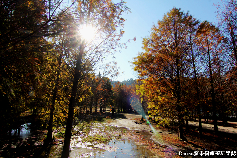 台中景點,台中拍照景點,落羽松景點,台中旅遊景點,泰安落羽松,台中落羽松,泰安落羽松秘境,台中秘境