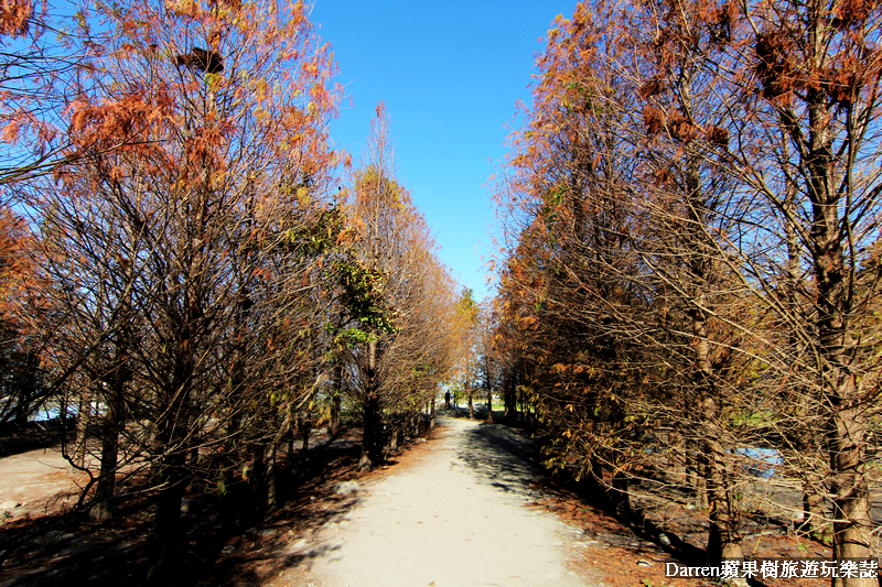 台中景點,台中拍照景點,落羽松景點,台中旅遊景點,泰安落羽松,台中落羽松,泰安落羽松秘境,台中秘境