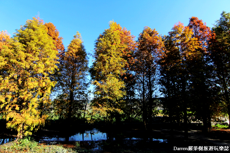 台中景點,台中拍照景點,落羽松景點,台中旅遊景點,泰安落羽松,台中落羽松,泰安落羽松秘境,台中秘境