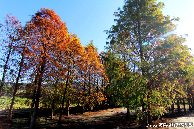 台中景點,台中拍照景點,落羽松景點,台中旅遊景點,泰安落羽松,台中落羽松,泰安落羽松秘境,台中秘境