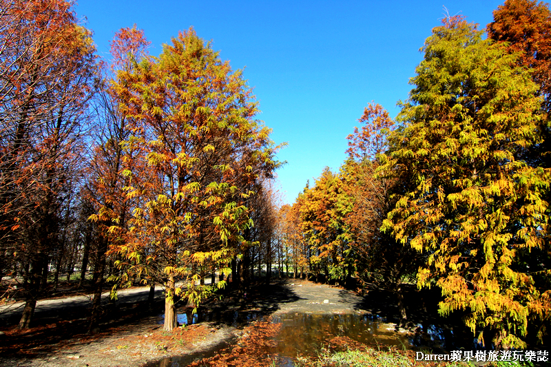 台中景點,台中拍照景點,落羽松景點,台中旅遊景點,泰安落羽松,台中落羽松,泰安落羽松秘境,台中秘境