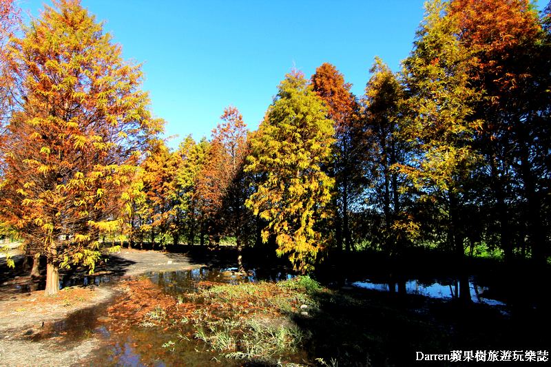 台中景點,台中拍照景點,落羽松景點,台中旅遊景點,泰安落羽松,台中落羽松,泰安落羽松秘境,台中秘境