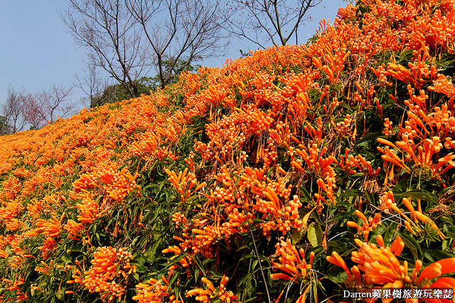 苗栗景點,苗栗旅遊,銅鑼炮仗花步道,銅鑼環保公園,炮仗花牆,苗栗炮仗花