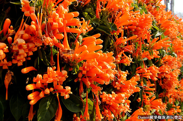 苗栗景點,苗栗旅遊,銅鑼炮仗花步道,銅鑼環保公園,炮仗花牆,苗栗炮仗花