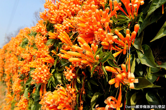 苗栗景點,苗栗旅遊,銅鑼炮仗花步道,銅鑼環保公園,炮仗花牆,苗栗炮仗花