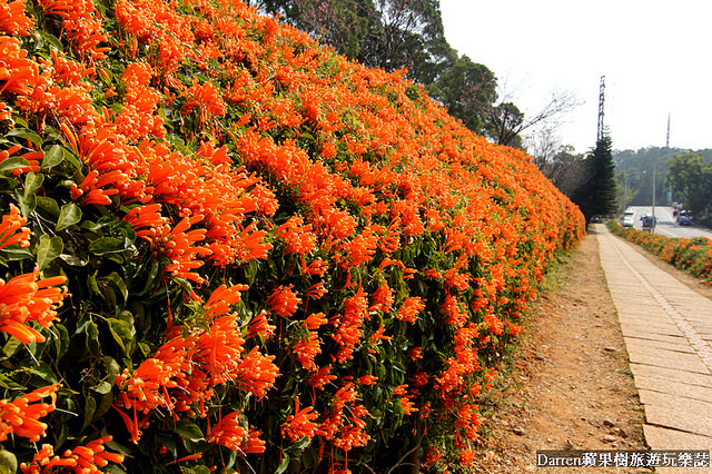 苗栗景點,苗栗旅遊,銅鑼炮仗花步道,銅鑼環保公園,炮仗花牆,苗栗炮仗花