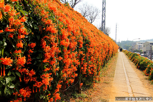 苗栗景點,苗栗旅遊,銅鑼炮仗花步道,銅鑼環保公園,炮仗花牆,苗栗炮仗花