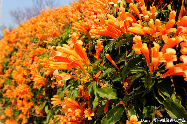 苗栗景點,苗栗旅遊,銅鑼炮仗花步道,銅鑼環保公園,炮仗花牆,苗栗炮仗花