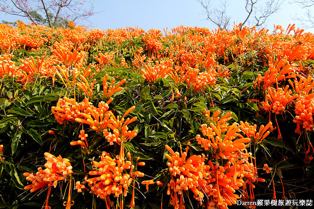 苗栗景點,苗栗旅遊,銅鑼炮仗花步道,銅鑼環保公園,炮仗花牆,苗栗炮仗花