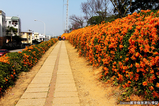 苗栗景點,苗栗旅遊,銅鑼炮仗花步道,銅鑼環保公園,炮仗花牆,苗栗炮仗花