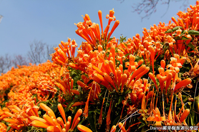苗栗景點,苗栗旅遊,銅鑼炮仗花步道,銅鑼環保公園,炮仗花牆,苗栗炮仗花