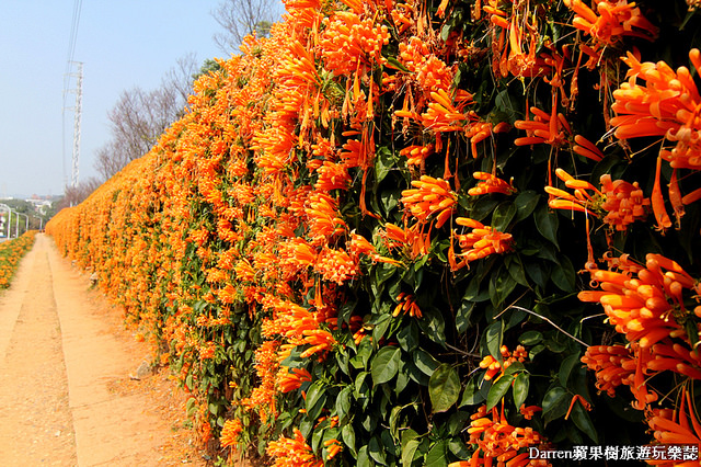 苗栗景點,苗栗旅遊,銅鑼炮仗花步道,銅鑼環保公園,炮仗花牆,苗栗炮仗花