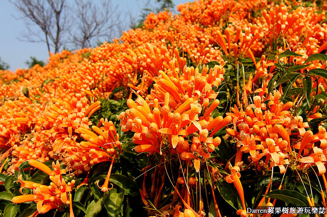 苗栗景點,苗栗旅遊,銅鑼炮仗花步道,銅鑼環保公園,炮仗花牆,苗栗炮仗花