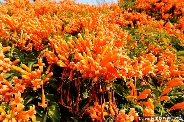 苗栗景點,苗栗旅遊,銅鑼炮仗花步道,銅鑼環保公園,炮仗花牆,苗栗炮仗花