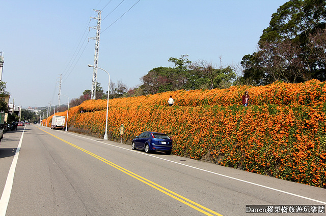 苗栗景點,苗栗旅遊,銅鑼炮仗花步道,銅鑼環保公園,炮仗花牆,苗栗炮仗花