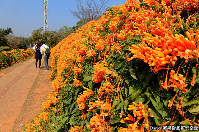 苗栗景點,苗栗旅遊,銅鑼炮仗花步道,銅鑼環保公園,炮仗花牆,苗栗炮仗花