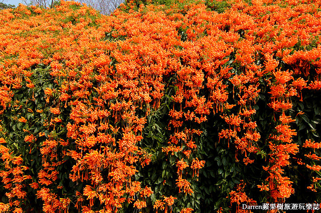 苗栗景點,苗栗旅遊,銅鑼炮仗花步道,銅鑼環保公園,炮仗花牆,苗栗炮仗花