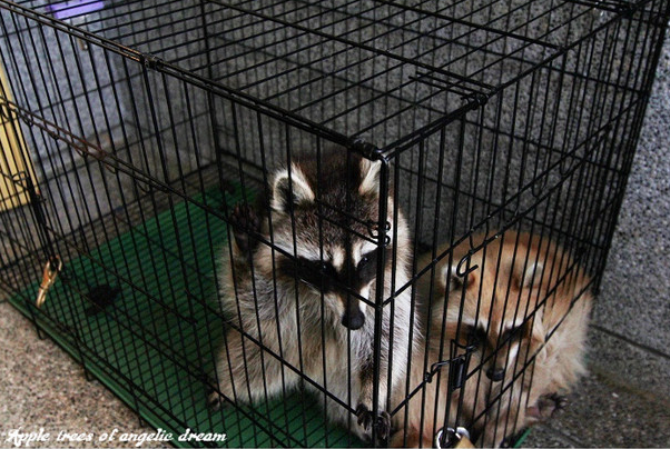 苗栗|日新島水榭樓台漫遊明德水庫湖中島(門票 附近景點)