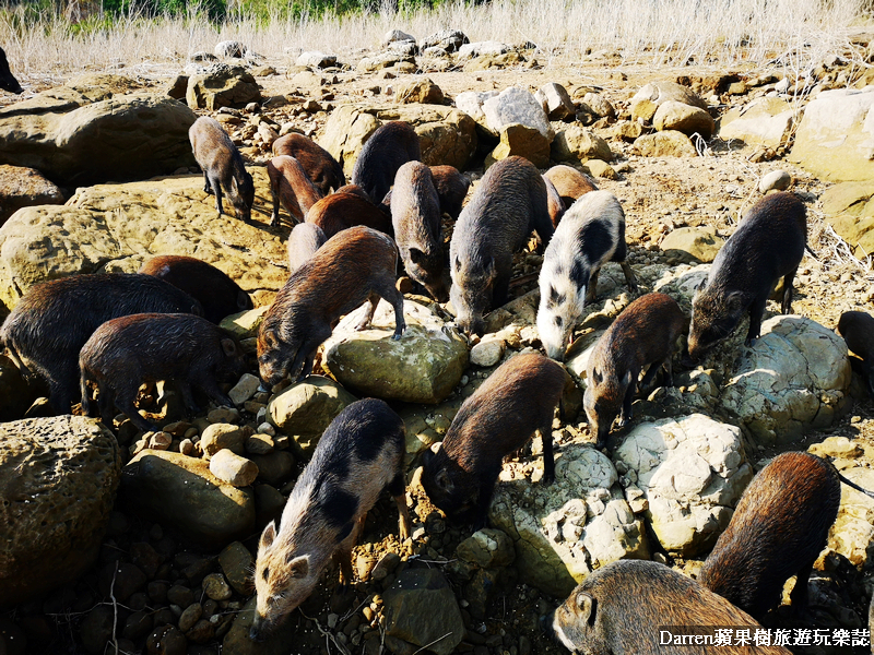 嘉義景點,曾文水庫,曾文水庫釣魚,曾文水庫山豬島,曾文水庫遊艇,曾文水庫遊湖 嘉義景點,曾文水庫,曾文水庫釣魚,曾文水庫山豬島,曾文水庫遊艇,曾文水庫遊湖