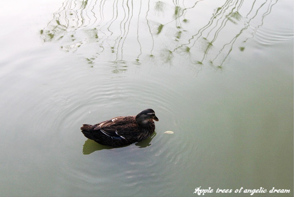 苗栗|日新島水榭樓台漫遊明德水庫湖中島(門票 附近景點)
