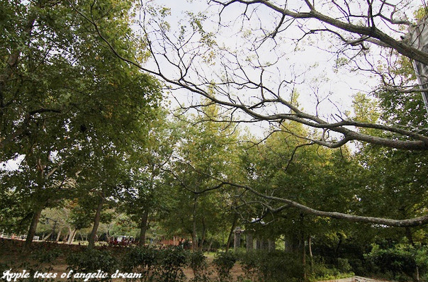 苗栗|日新島水榭樓台漫遊明德水庫湖中島(門票 附近景點)