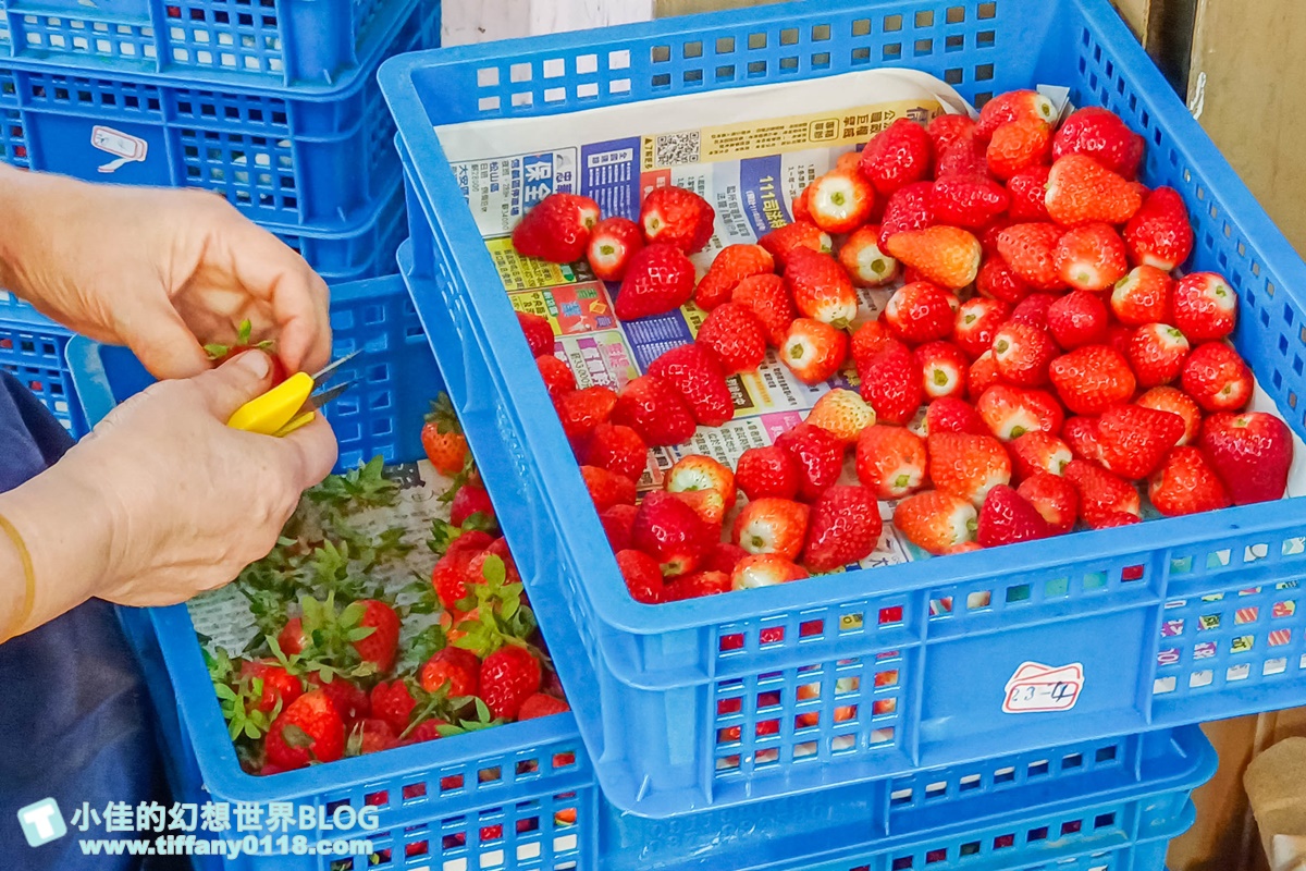 [板橋美食]鳥來伯糖葫蘆/20元糖葫蘆一賣超過20年/草莓糖葫蘆只要30元太便宜/板橋小吃推薦