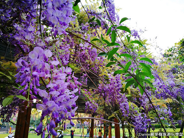 桃園景點,桃園中壢景點,中壢景點,元生公園,元生公園紫藤花