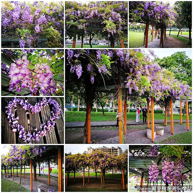 桃園景點,桃園中壢景點,中壢景點,元生公園,元生公園紫藤花