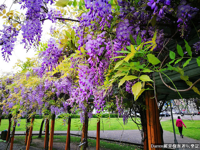 桃園景點,桃園中壢景點,中壢景點,元生公園,元生公園紫藤花