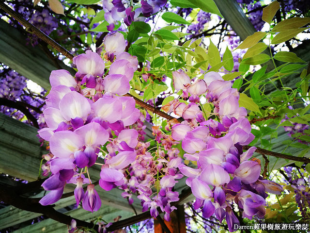 桃園景點,桃園中壢景點,中壢景點,元生公園,元生公園紫藤花