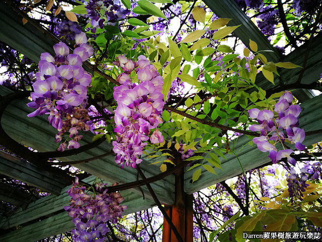 桃園景點,桃園中壢景點,中壢景點,元生公園,元生公園紫藤花