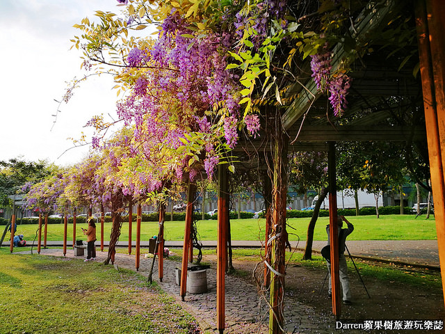 桃園景點,桃園中壢景點,中壢景點,元生公園,元生公園紫藤花