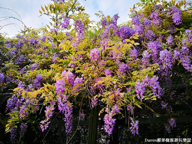 桃園景點,桃園中壢景點,中壢景點,元生公園,元生公園紫藤花