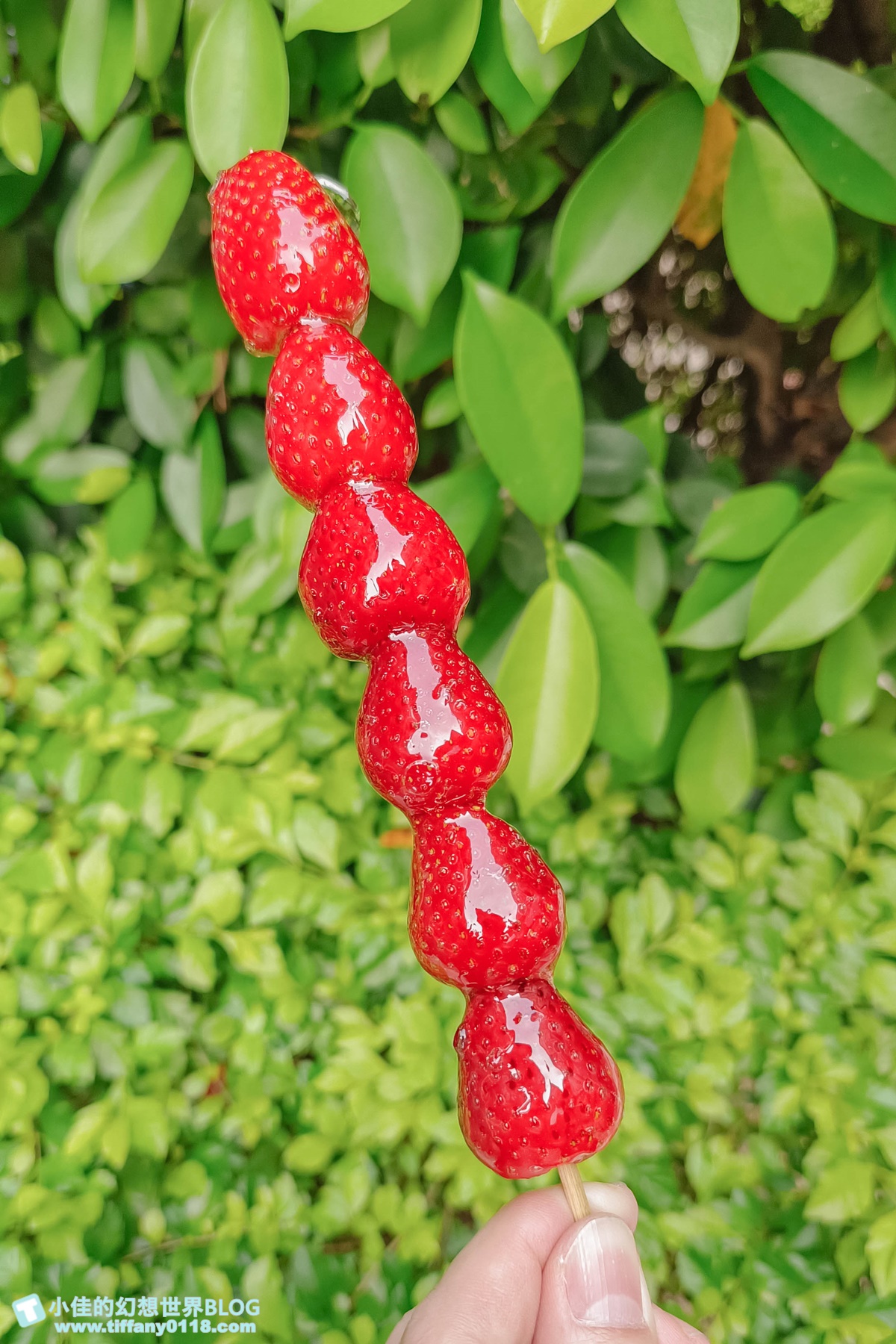 [板橋美食]鳥來伯糖葫蘆/20元糖葫蘆一賣超過20年/草莓糖葫蘆只要30元太便宜/板橋小吃推薦