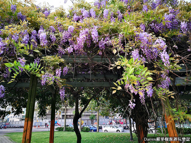 桃園景點,桃園中壢景點,中壢景點,元生公園,元生公園紫藤花