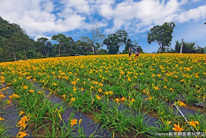 桃園大溪金針花海|百吉休閒農場/不用跑花東桃園就有10萬株金針花海(地點交通開放時間)