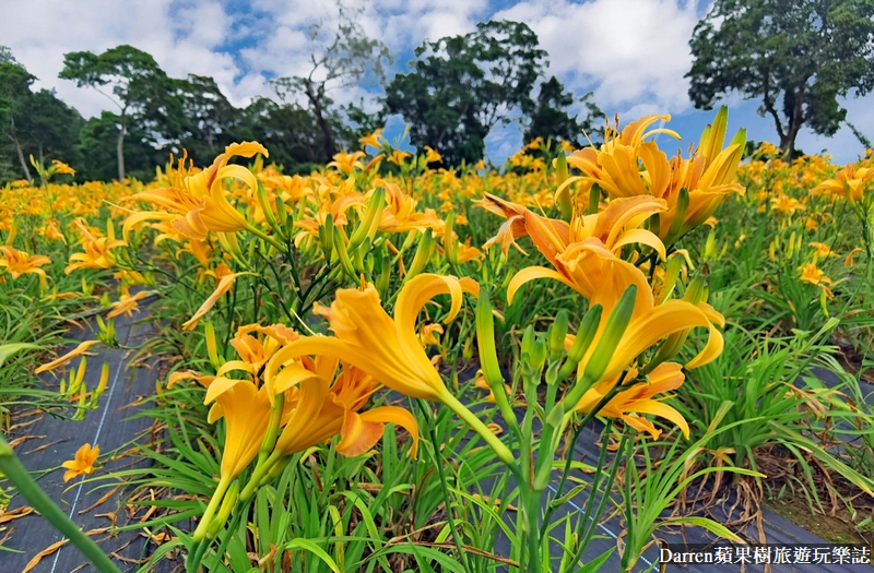 桃園大溪金針花海|百吉休閒農場/不用跑花東桃園就有10萬株金針花海(地點交通開放時間)