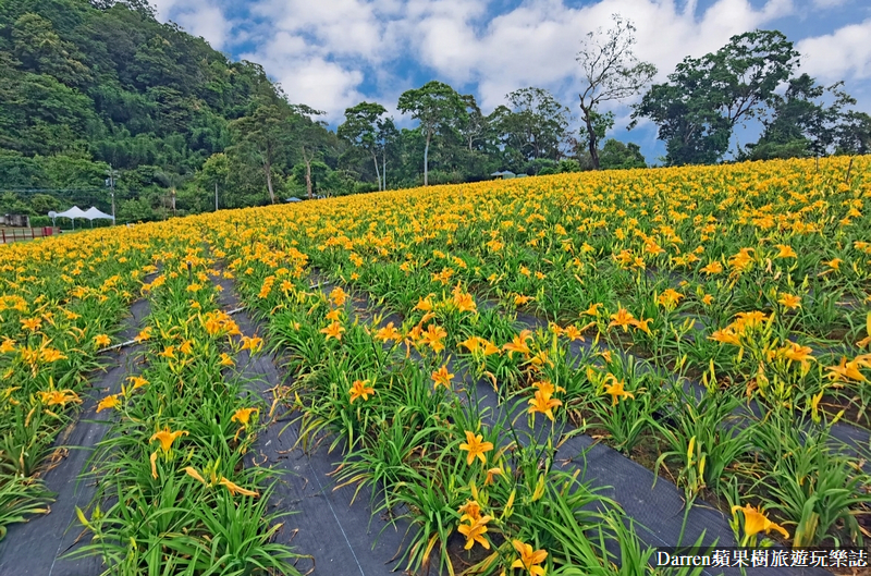 桃園大溪金針花海|百吉休閒農場/不用跑花東桃園就有10萬株金針花海(地點交通開放時間)