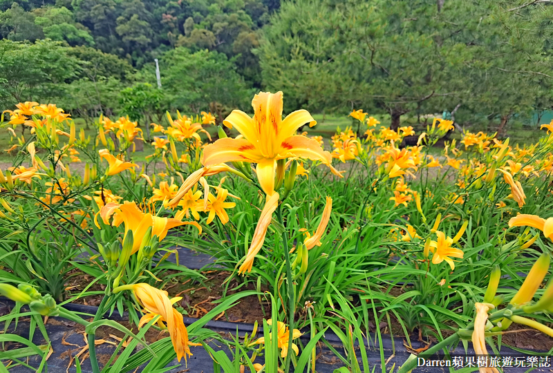桃園大溪金針花海|百吉休閒農場/不用跑花東桃園就有10萬株金針花海(地點交通開放時間)