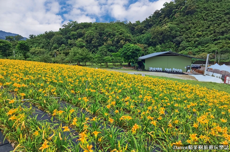桃園大溪金針花海|百吉休閒農場/不用跑花東桃園就有10萬株金針花海(地點交通開放時間)