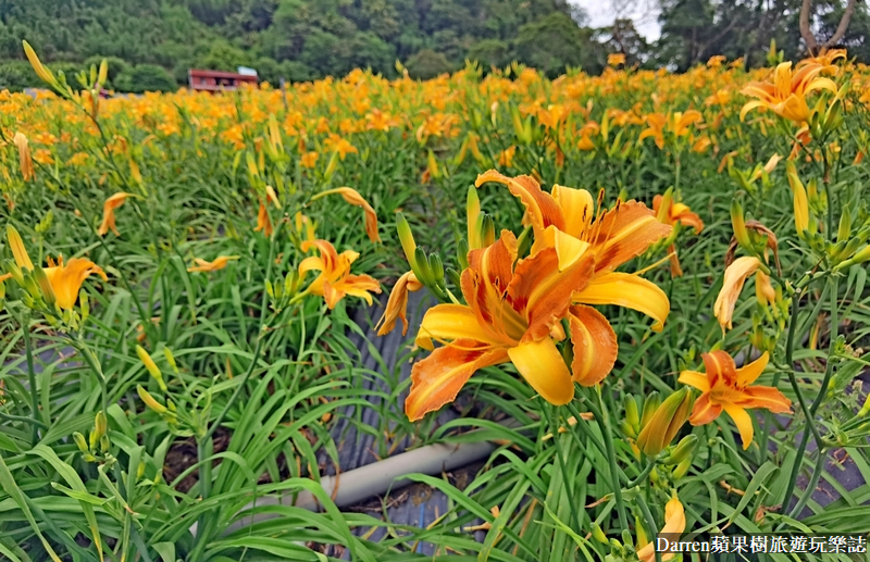 桃園大溪金針花海|百吉休閒農場/不用跑花東桃園就有10萬株金針花海(地點交通開放時間)