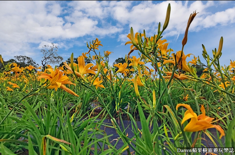 桃園大溪金針花海|百吉休閒農場/不用跑花東桃園就有10萬株金針花海(地點交通開放時間)