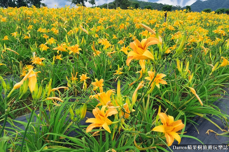 桃園大溪金針花海|百吉休閒農場/不用跑花東桃園就有10萬株金針花海(地點交通開放時間)