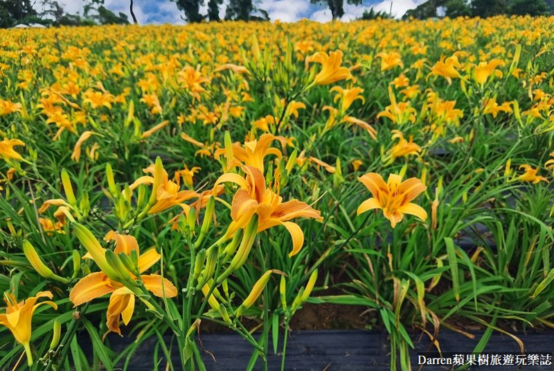 桃園大溪金針花海|百吉休閒農場/不用跑花東桃園就有10萬株金針花海(地點交通開放時間)