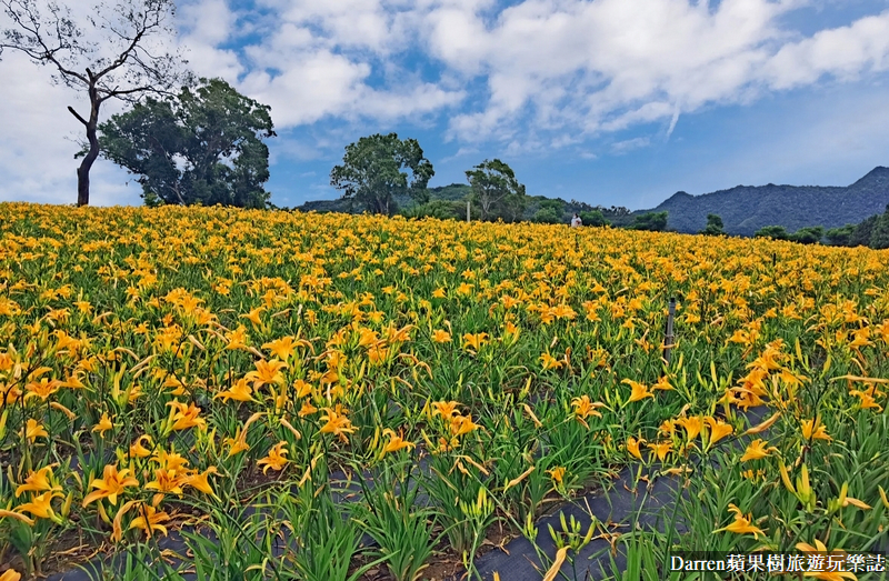 桃園大溪金針花海|百吉休閒農場/不用跑花東桃園就有10萬株金針花海(地點交通開放時間)