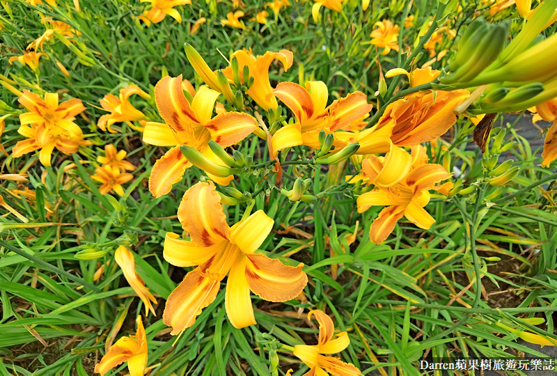 桃園大溪金針花海|百吉休閒農場/不用跑花東桃園就有10萬株金針花海(地點交通開放時間)